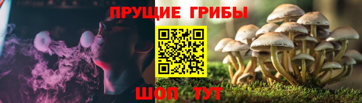 Киржач  Псилоцибиновые грибы мицелий  Вход с VPN 